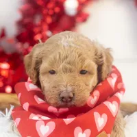 Ohio - Toy, a male Goldendoodle for sale in Goshen, IN – Photo 5 of 10