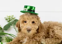 Ohio - Toy, a male Goldendoodle for sale in Goshen, IN – Photo 9 of 10