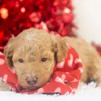 Ohio - Toy, a male Goldendoodle for sale in Goshen, IN – Photo 7 of 10