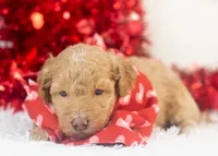 Ohio - Toy, a male Goldendoodle for sale in Goshen, IN – Photo 5 of 10