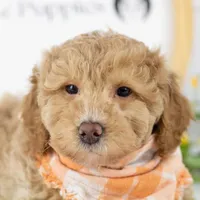Ohio - Toy, a male Goldendoodle for sale in Goshen, IN – Photo 2 of 10