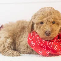 Ohio - Toy, a male Goldendoodle for sale in Goshen, IN – Photo 4 of 10