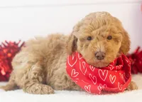 Ohio - Toy, a male Goldendoodle for sale in Goshen, IN – Photo 2 of 10