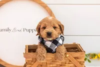 Barley - Medium, a male Goldendoodle for sale in Goshen, IN – 3 of 4