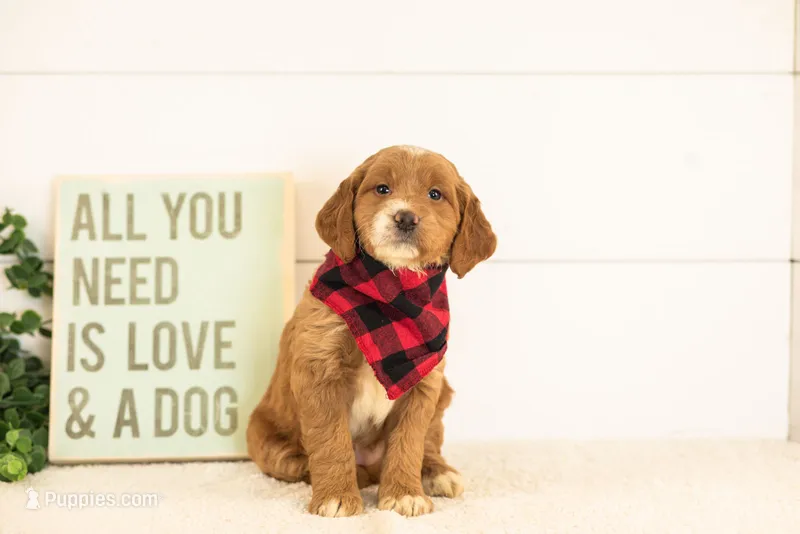 Marley - Medium – Goldendoodle puppy for sale in Goshen, IN