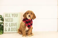 Marley - Medium, a male Goldendoodle for sale in Goshen, IN – 1 of 3