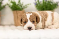 Lucy - Medium, a female Goldendoodle for sale in Goshen, IN – 6 of 7