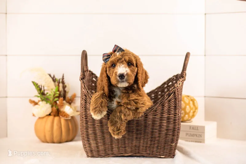 Evelyn - Medium – Goldendoodle puppy for sale in Goshen, IN