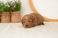 Liberty - Mini, a female Miniature Goldendoodle for sale in Goshen, IN – 1 of 3