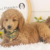 Landry - Mini, a male Goldendoodle for sale in Goshen, IN – Photo 6 of 10