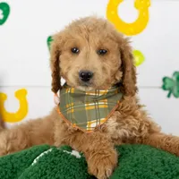 Landry - Mini, a male Goldendoodle for sale in Goshen, IN – Photo 3 of 10