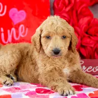 Landry - Mini, a male Goldendoodle for sale in Goshen, IN – Photo 8 of 10