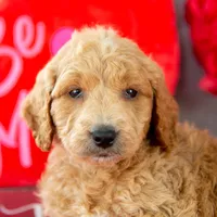 Landry - Mini, a male Goldendoodle for sale in Goshen, IN – Photo 9 of 10