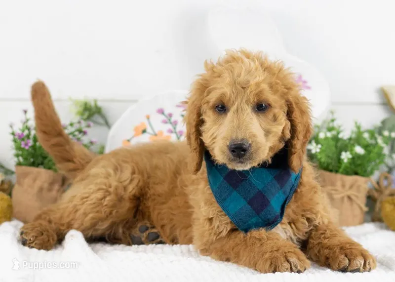 Landry - Mini – Goldendoodle puppy for sale in Goshen, IN