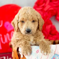 Landry - Mini, a male Goldendoodle for sale in Goshen, IN – Photo 7 of 10