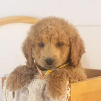 Landry - Mini, a male Goldendoodle for sale in Goshen, IN – Photo 5 of 10