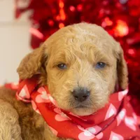 Landry - Mini, a male Goldendoodle for sale in Goshen, IN – Photo 10 of 10