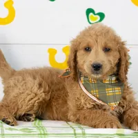 Landry - Mini, a male Goldendoodle for sale in Goshen, IN – Photo 4 of 10