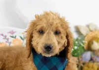 Landry - Mini, a male Goldendoodle for sale in Goshen, IN – Photo 2 of 10