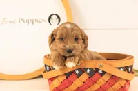 Ophelia - Medium, a female Goldendoodle for sale in Goshen, IN – 3 of 4