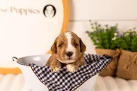 Lanie - Medium, a female Goldendoodle for sale in Goshen, IN – 4 of 4
