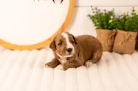 Lanie - Medium, a female Goldendoodle for sale in Goshen, IN – 2 of 4
