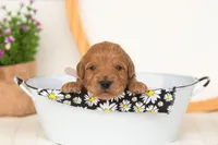 Ember - Mini, a male Miniature Goldendoodle for sale in Goshen, IN – 1 of 4