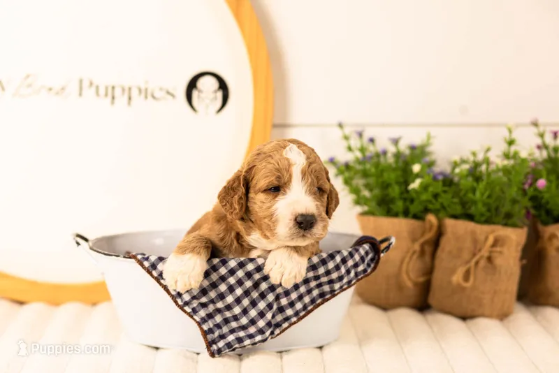 Lindsey - Medium – Goldendoodle puppy for sale in Goshen, IN