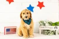 Paul - Micro, a male Goldendoodle for sale in Goshen, IN – 2 of 10