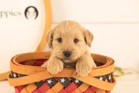 Nugget - Medium, a male Goldendoodle for sale in Goshen, IN – 4 of 4