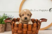 Ethan - Medium, a male Goldendoodle for sale in Goshen, IN – 4 of 8