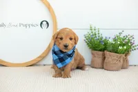 Putzie - Medium, a male Goldendoodle for sale in Goshen, IN – 9 of 10