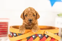 Denali - Mini, a male Miniature Goldendoodle for sale in Goshen, IN – 3 of 3