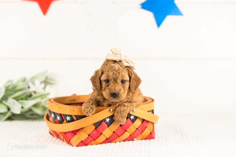 Lisa - Micro – Goldendoodle puppy for sale in Goshen, IN