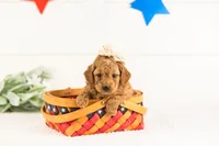 Lisa - Micro, a female Goldendoodle for sale in Goshen, IN – 1 of 3