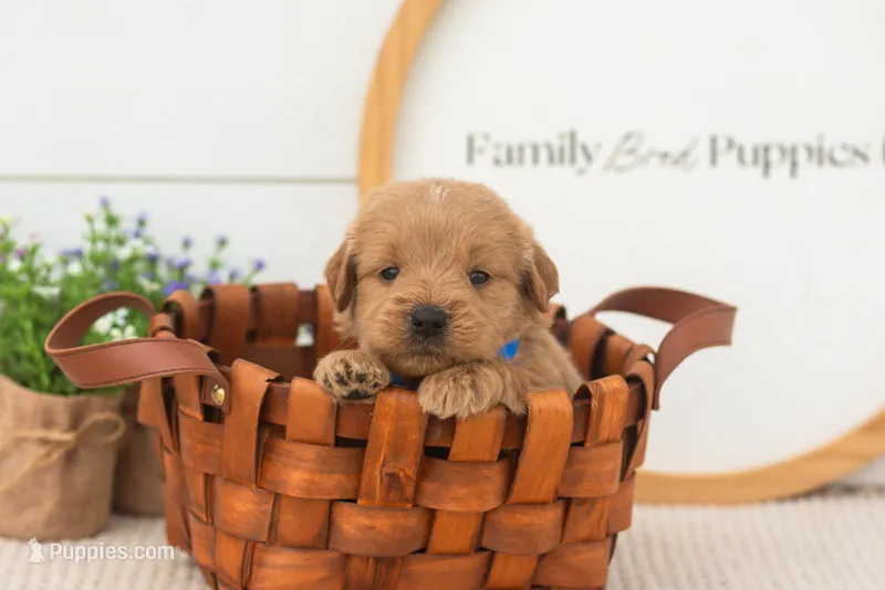 Evan - Medium – Goldendoodle puppy for sale in Goshen, IN