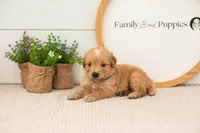 Ezra - Medium, a male Goldendoodle for sale in Goshen, IN – 4 of 9