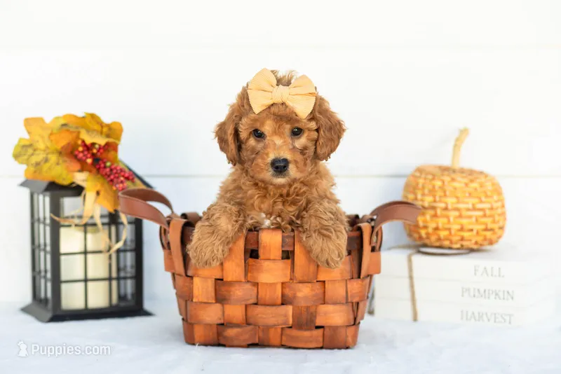 Ladybug - Mini – Goldendoodle puppy for sale in Goshen, IN