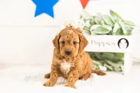 Lisa - Micro, a female Goldendoodle for sale in Goshen, IN – 3 of 3