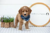 Brie - Micro, a male Goldendoodle for sale in Goshen, IN – 3 of 10