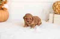 Nellie, a female Goldendoodle for sale in Goshen, IN – 1 of 4