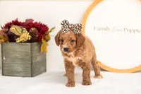 Katiedid - Mini, a female Goldendoodle for sale in Goshen, IN – 4 of 8