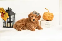 Butterfly - Mini, a female Goldendoodle for sale in Goshen, IN – 2 of 9