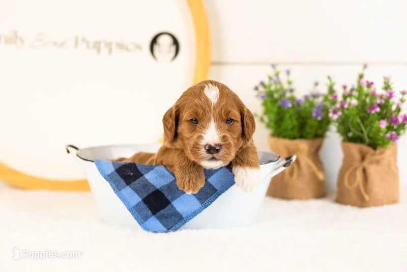 Gouda - Micro – Goldendoodle puppy for sale in Goshen, IN