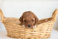 Nellie, a female Goldendoodle for sale in Goshen, IN – 4 of 4