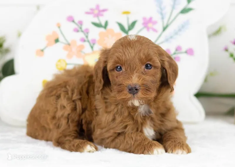 Blue - Toy – Goldendoodle puppy for sale in Goshen, IN