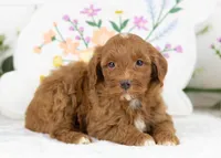 Blue - Toy, a male Goldendoodle for sale in Goshen, IN – Photo 1 of 3