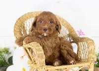 Blue - Toy, a male Goldendoodle for sale in Goshen, IN – Photo 2 of 3