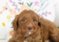 Blue - Toy, a male Goldendoodle for sale in Goshen, IN – Photo 3 of 3