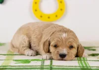 Serena - Mini, a female Goldendoodle for sale in Goshen, IN – Photo 3 of 4